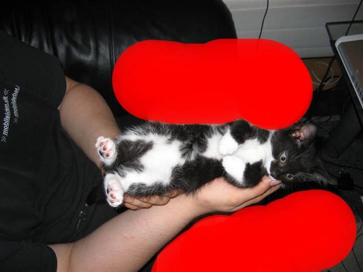 Blanding af racer Nynne - Se min fine mave billede 10