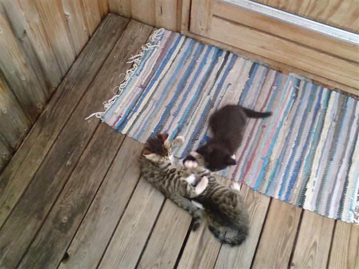 Blanding af racer Sorte Per billede 2