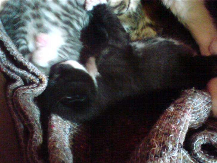 Blanding af racer Sorte Per billede 3