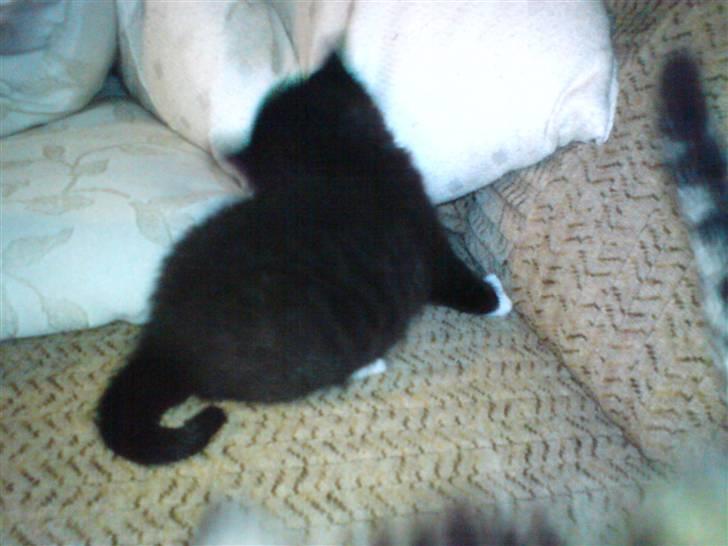 Blanding af racer Sorte Per - Gernert ? d; billede 4