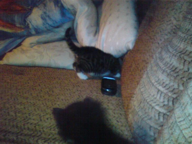 Blanding af racer Sorte Per - Han gemmer sig d; billede 5