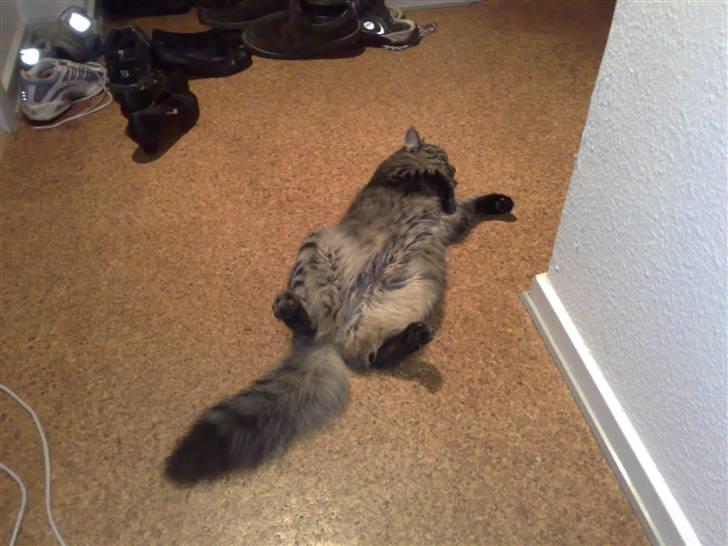 Blanding af racer Napolion - Jeg tror katten er død ;) billede 15