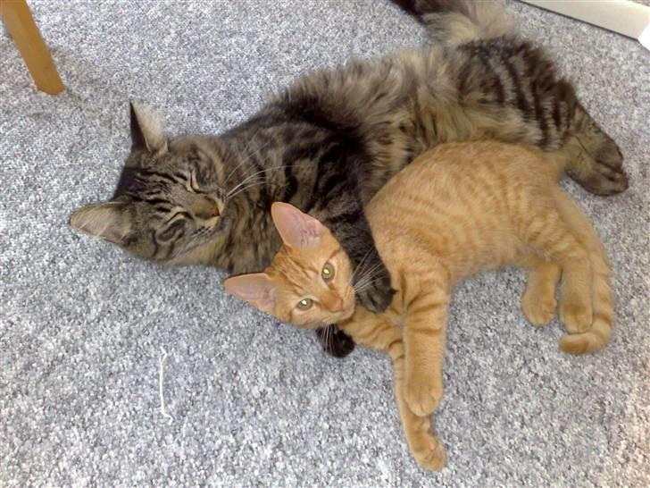 Blanding af racer Napolion billede 16