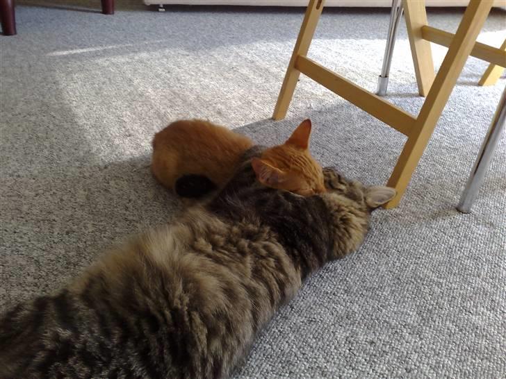 Blanding af racer Napolion - De sover begge to billede 17