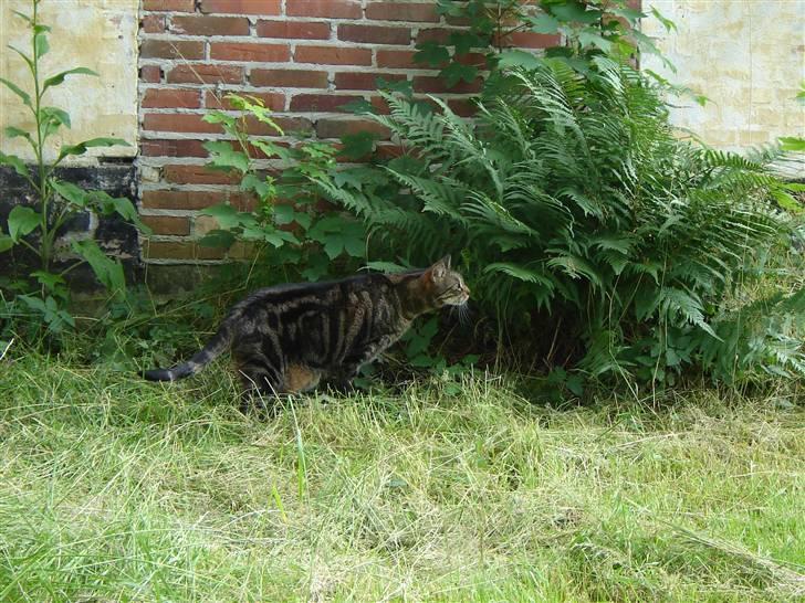 Huskat Silke - hmmm græs og planter men men mon ikke også der er andre ting uf .... billede 16