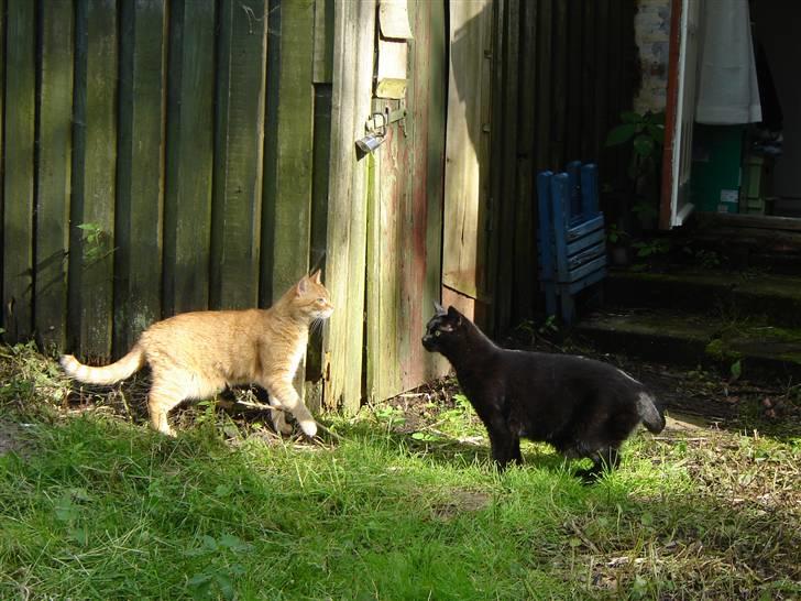 Huskat Cæsar - Kom nu siger Olivia til Cæsar ...... billede 16