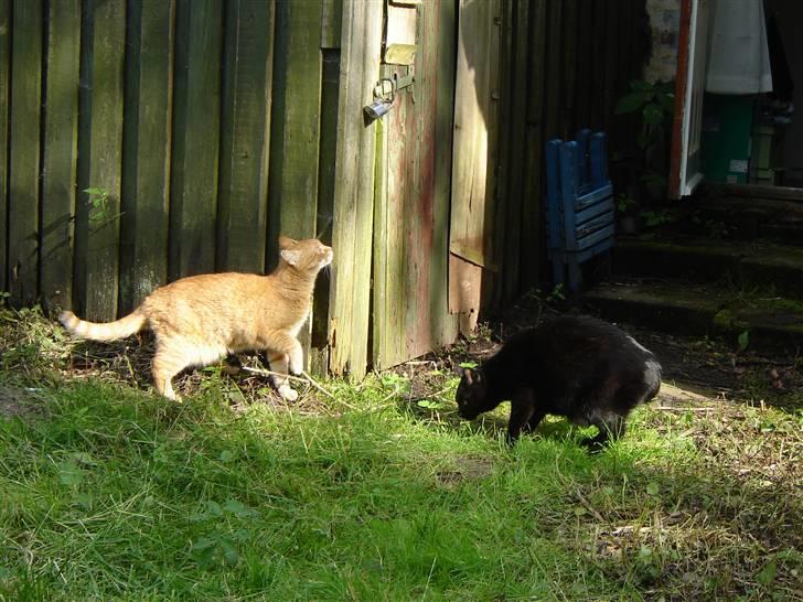 Huskat Cæsar - Nej nej jeg bliver bare her og snuser ..... billede 17