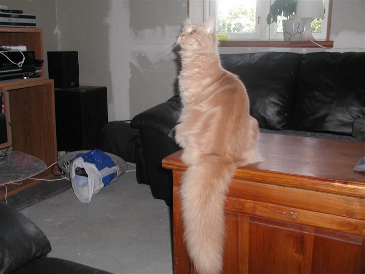 Maine Coon DK Cleopracoon's Aramis billede 6