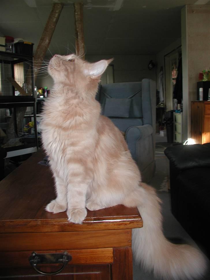 Maine Coon DK Cleopracoon's Aramis billede 7