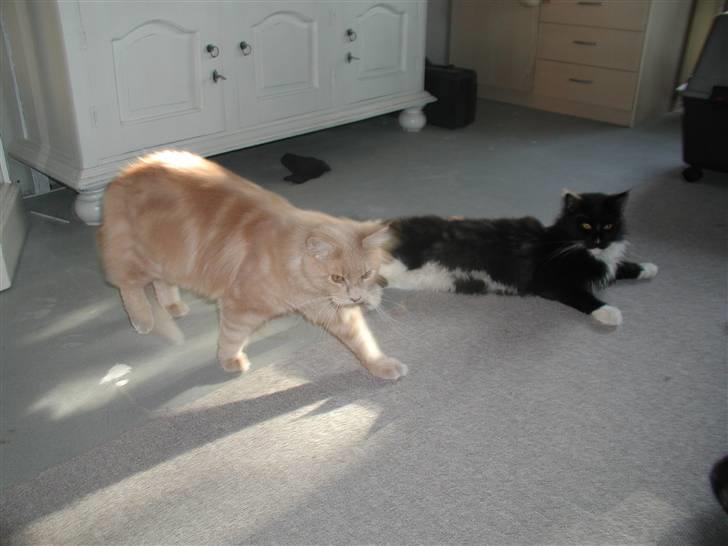 Maine Coon DK Cleopracoon's Aramis billede 8