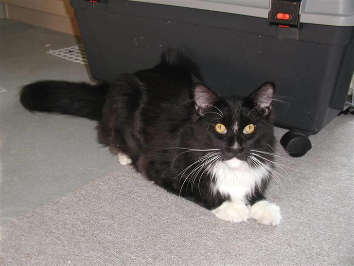 Maine Coon DK Cleopracoon's Valentin billede 7