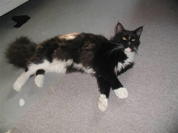 Maine Coon DK Cleopracoon's Valentin billede 8