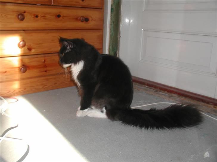 Maine Coon DK Cleopracoon's Valentin billede 9