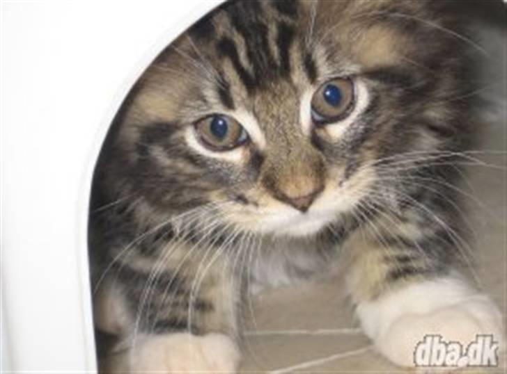 Norsk Skovkat Rofus - Billede fra den dag jeg fik den! <´3 billede 1