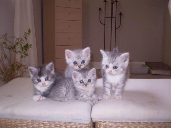 Perser Luna (¤ R.I.P ¤) billede 15