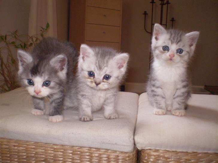 Perser Luna (¤ R.I.P ¤) billede 16