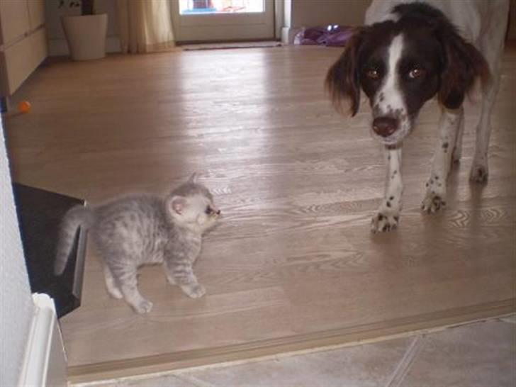 Perser Luna (¤ R.I.P ¤) billede 17