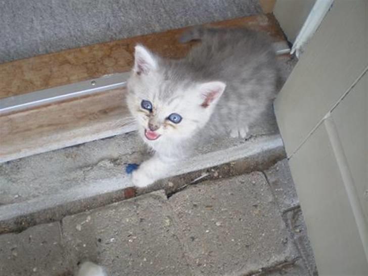 Perser Luna (¤ R.I.P ¤) billede 18