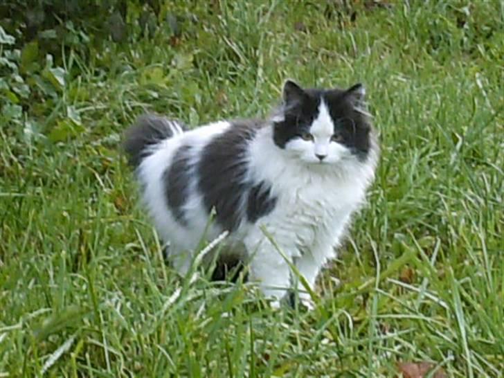 Blanding af racer Molly (Gurlig) Forsvundet - i græsset <3 billede 7