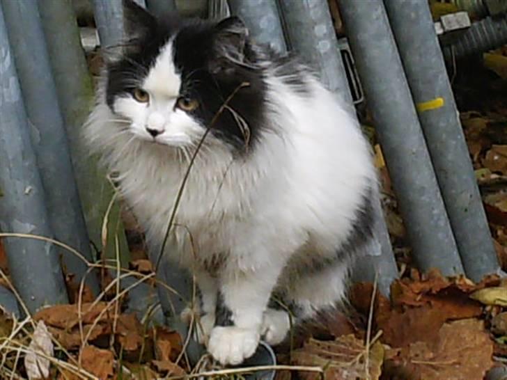 Blanding af racer Molly (Gurlig) Forsvundet - Snusr lidt rundt <3 billede 8