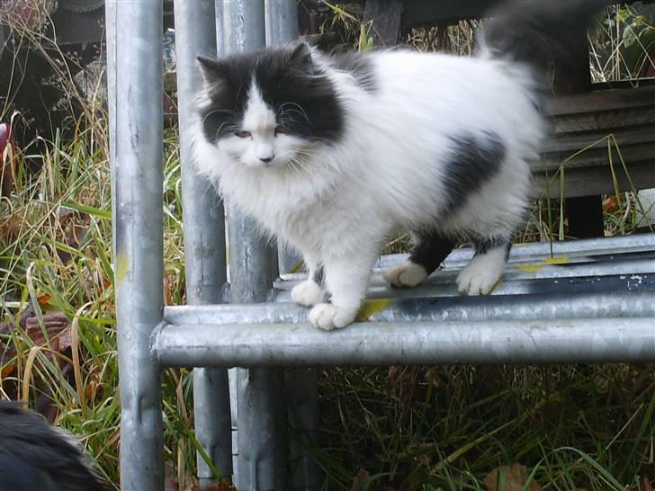 Blanding af racer Molly (Gurlig) Forsvundet - user lidt rundt <3 billede 9