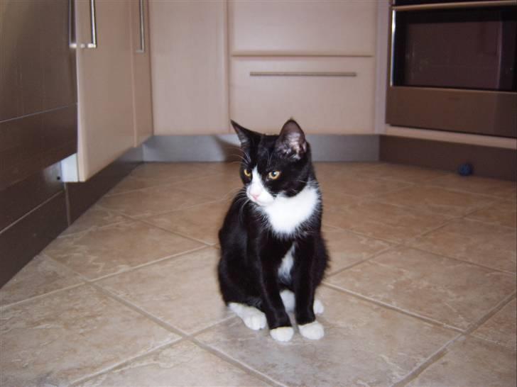 Huskat Tarzan - Ja her sidder han så, så fin som han er. billede 1