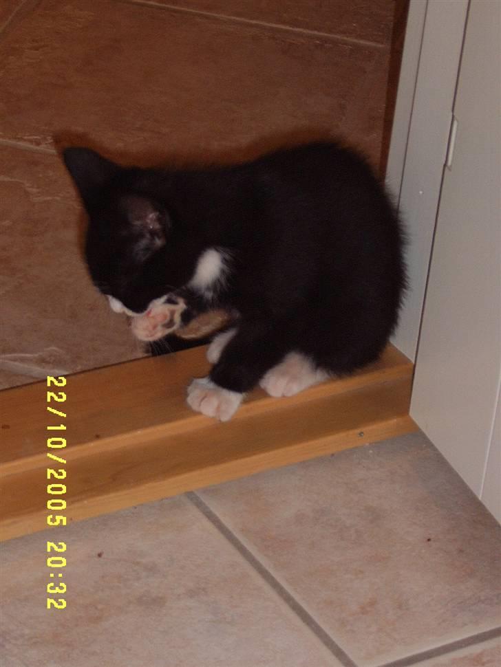 Huskat Tarzan - Tarzan er lige kommet til familien og skal til at vænne sig til et nyt hjem. Alder 8 uger. billede 2