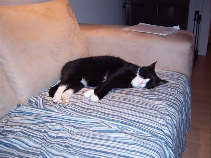 Huskat Tarzan - "Mmmm min yndlingsbeskæftigelse...Zzzzzz.." billede 3