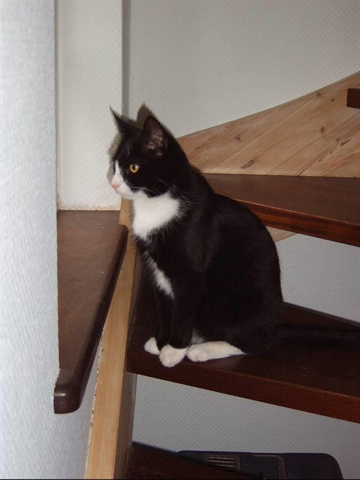 Huskat Tarzan - Det er altid bedst at blive inden døre, når vejret ikke er helt så godt! billede 4