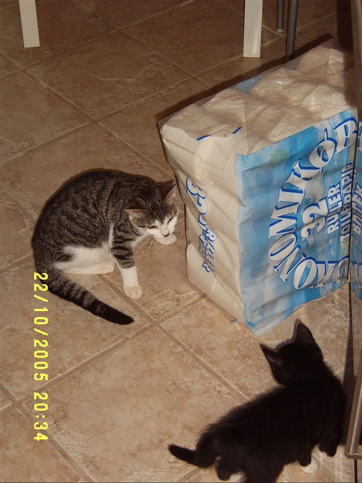 Huskat Tarzan - Det kan godt være lidt svært at komme som ny i en familie og de andre katte skulle lige sætte Tarzan på plads inden han ku føle sig helt hjemme. billede 6