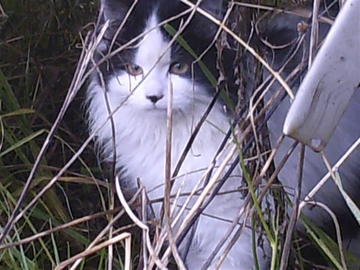 Blanding af racer Molly (Gurlig) Forsvundet - på opdagelse <3 billede 10