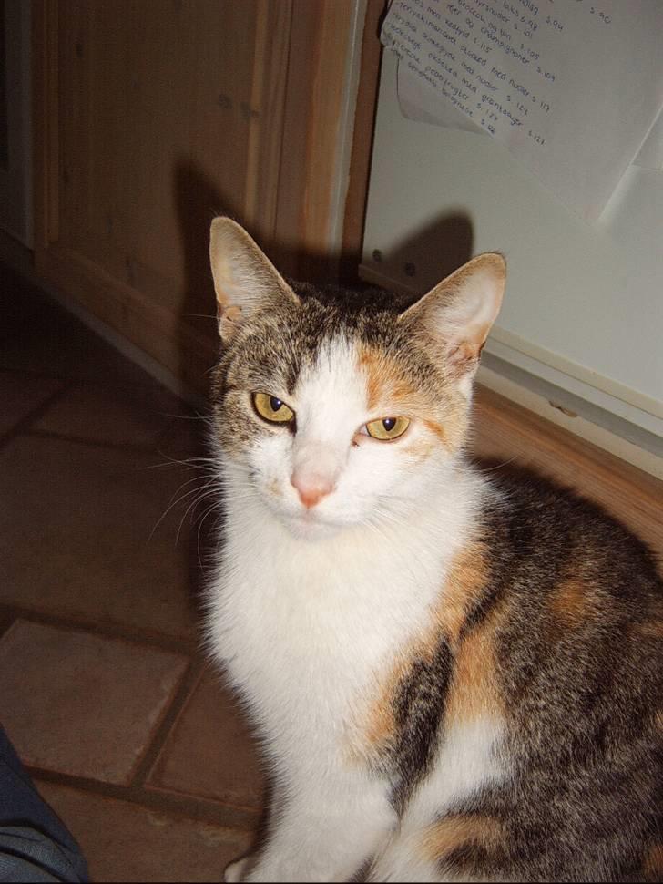 Huskat Missomor billede 1