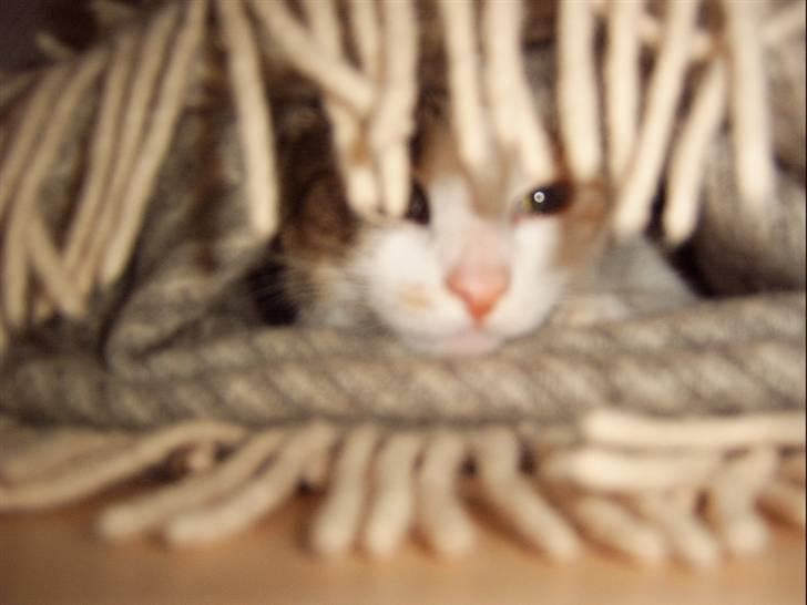 Huskat Missomor - "Min egen lille hule, hvor ingen kan finde mig" billede 2