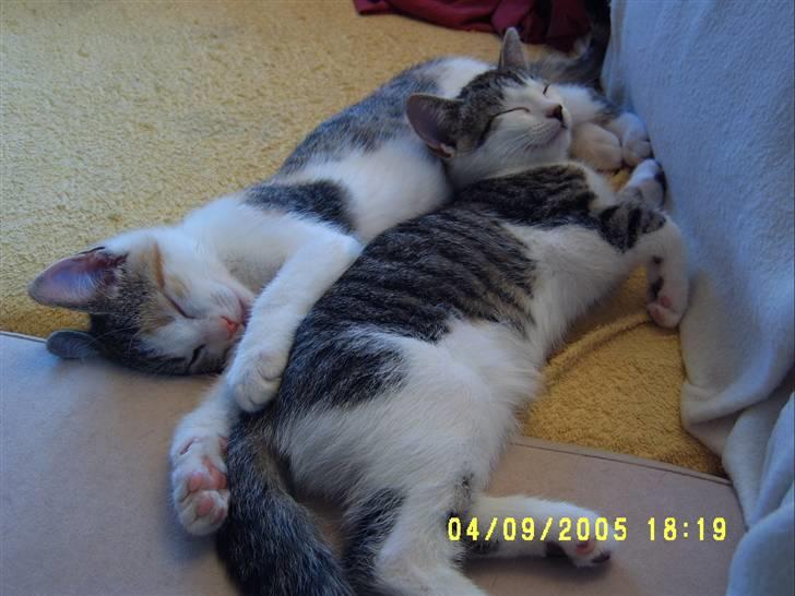 Huskat Missomor - Missemor sammen med hendes søster Venus, som desværre ikke længere lever. Alder 10 uger. billede 3