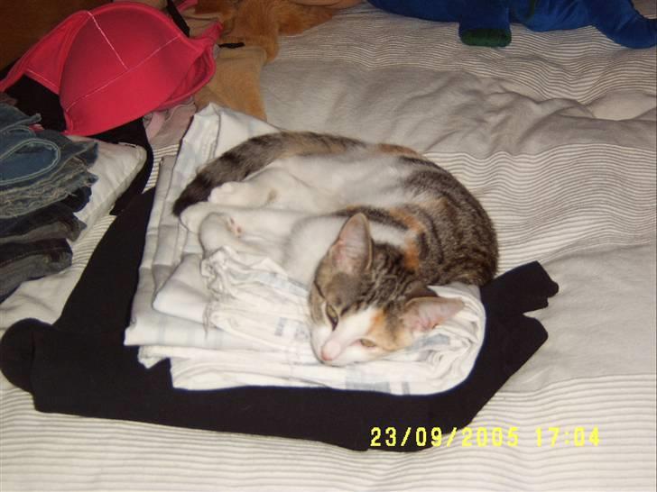 Huskat Missomor - Som alle andre katte synes, så er sengen jo altid et dejligt sted at ligge og putte, og i sær i det helt rene vasketøj. billede 4