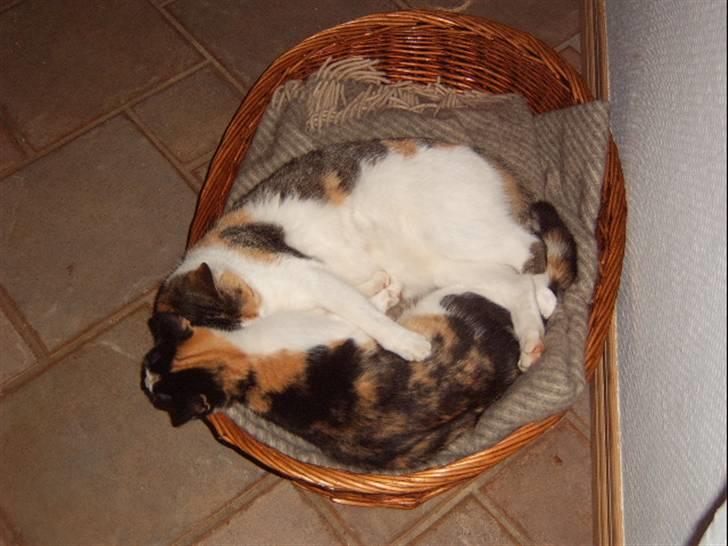 Huskat Missomor - Missemor med sin ene killing. Vi valgte at beholde en af killingerne og den følger sin mor overalt. billede 5