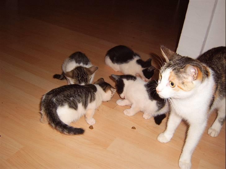 Huskat Missomor - Det er ikke altid lige nemt at holde styr på så mange killinger... billede 6