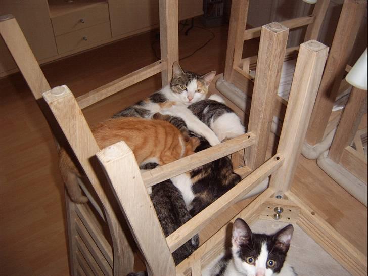 Huskat Missomor - Så er det spisetid. billede 7