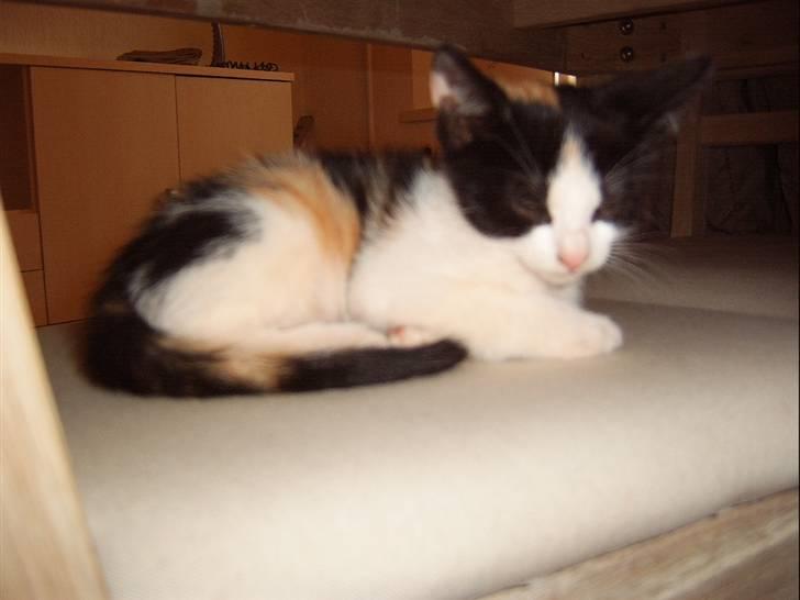 Huskat Lillefis billede 1