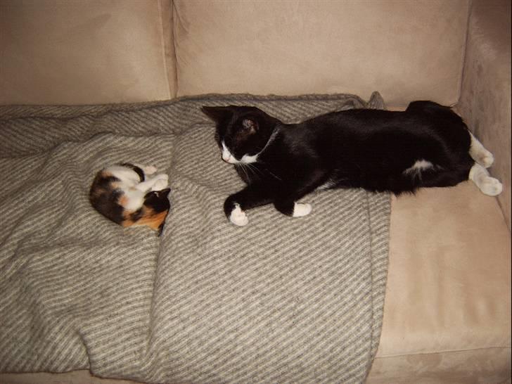 Huskat Lillefis - Lillefis og farman Tarzan ligger og putter i sofaen. Alder 6uger. billede 2