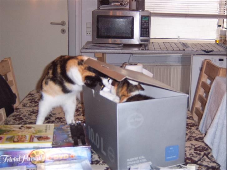 Huskat Lillefis - "Hey hvem er det der er i kassen.....er det min mor?" billede 3