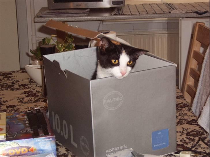 Huskat Lillefis - "BØØØHHHHH.....!!! billede 4