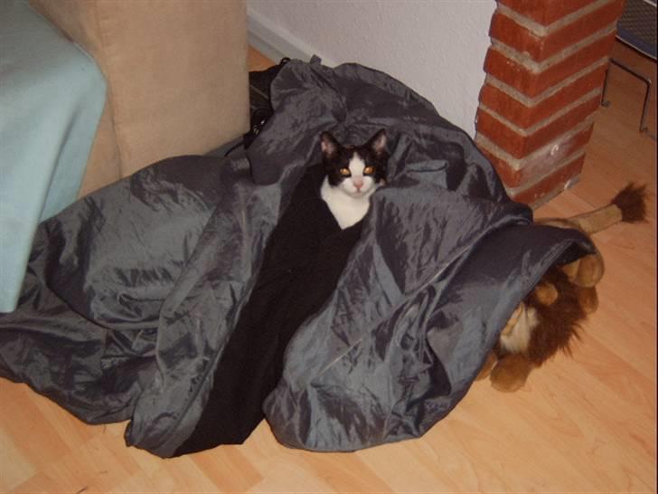 Huskat Lillefis - Det er nu altid hyggeligt at gemme sig i en sovepose. billede 5