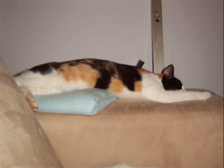 Huskat Lillefis - Zzzzzzz..... billede 6