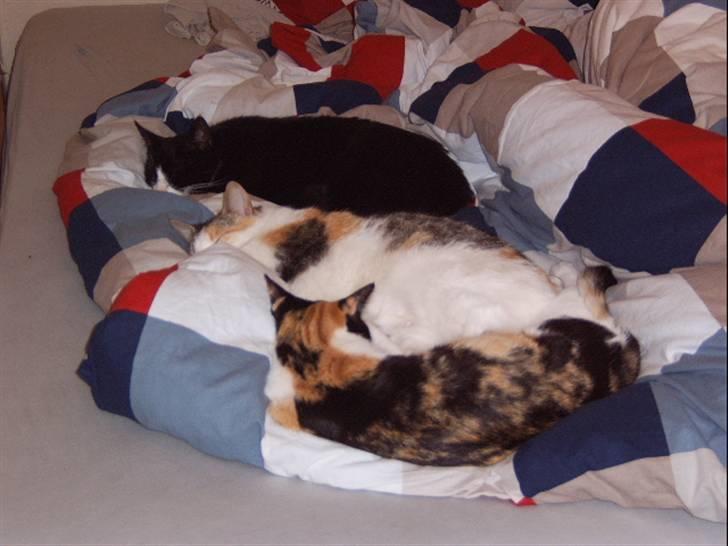 Huskat Lillefis - Mor, far og Lillefis ligger alle sammen i sengen og de fylder en del. billede 7