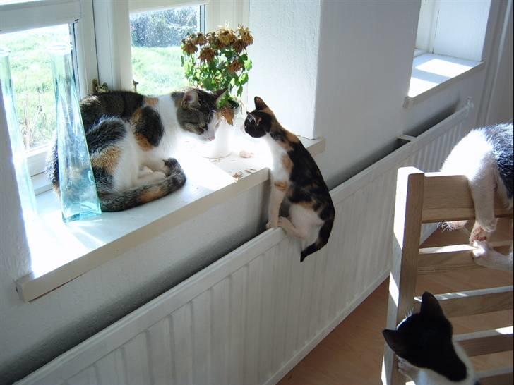 Huskat Lillefis - "Jeg vil op til min moar..." billede 8