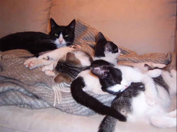 Huskat Tarzan - Farmand er lige blevet babysitter. billede 7