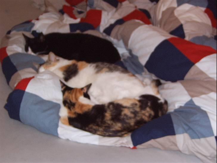 Huskat Tarzan - Far, mor og Lillefis nyder rigtig at de kan fylde hele sengen. billede 8