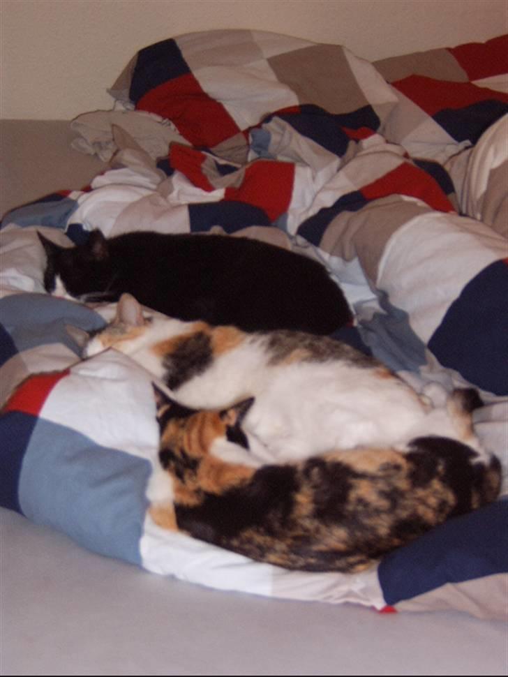 Huskat Missomor - Far, mor og Lillefis nyder rigtig at de kan fylde hele sengen. billede 8