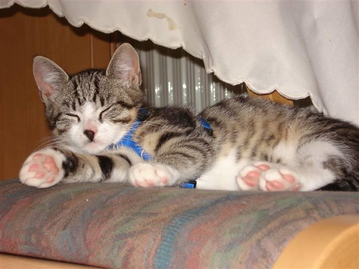 Huskat møf<3 billede 11